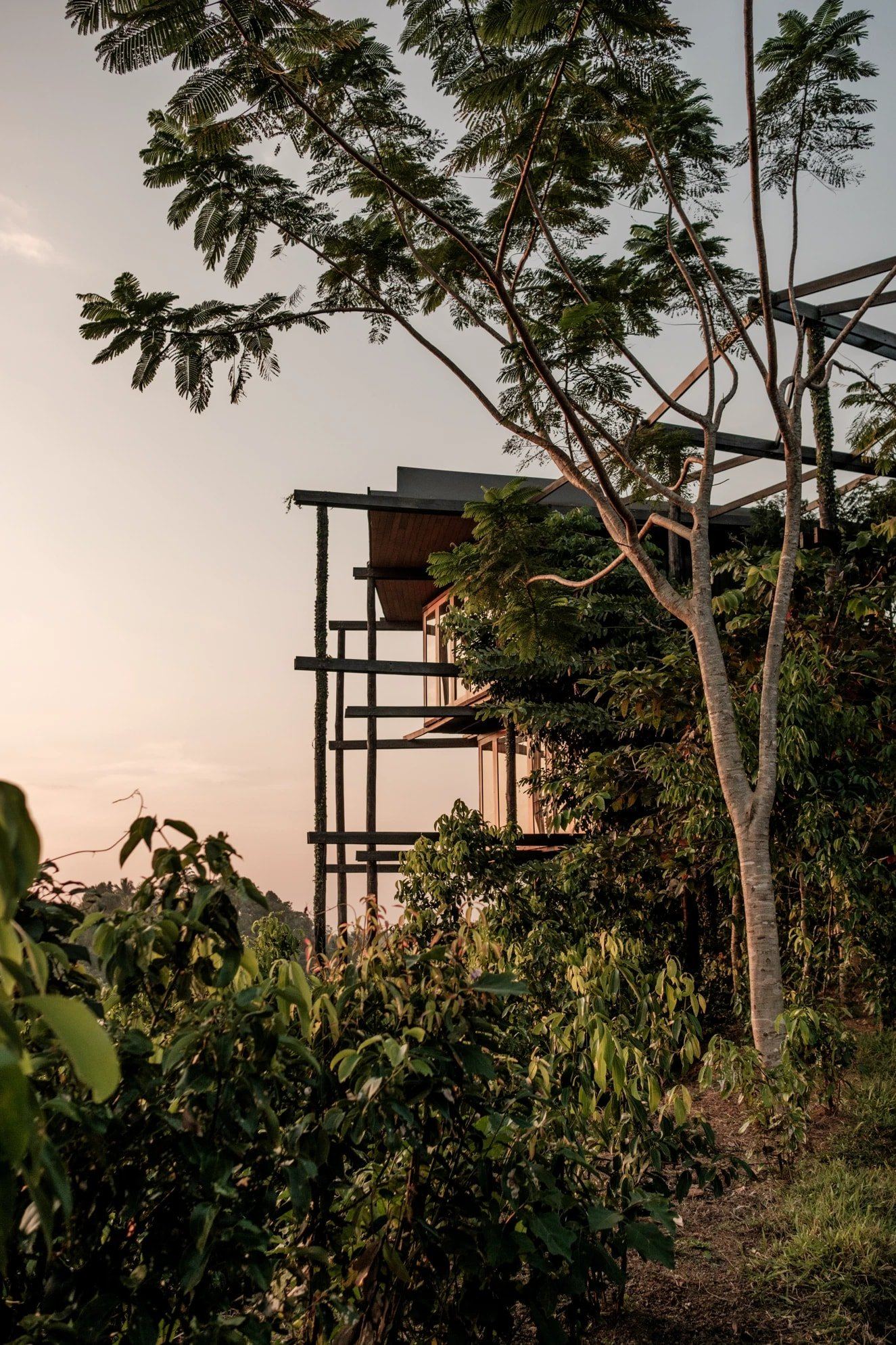 Timber framing of the Round House at sunset